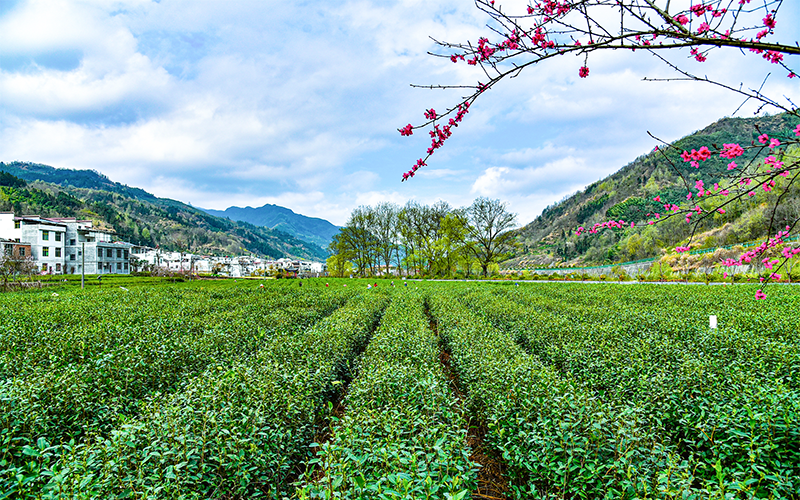 陕西春茶地理标志保护专项行动取得成效